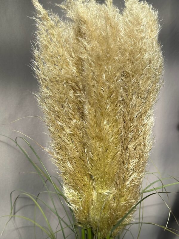 Cortaderia