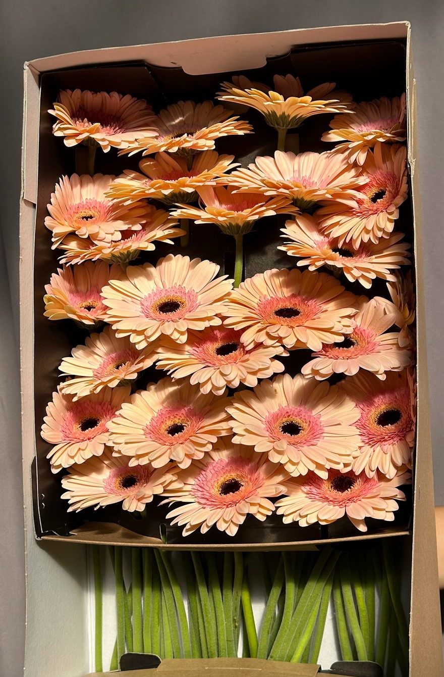 Gerbera Allience