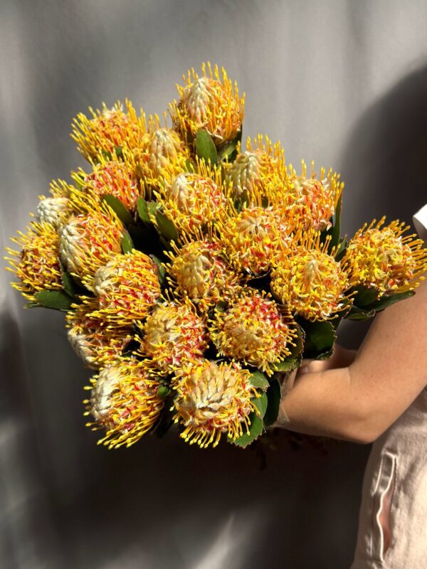 Leucospermum