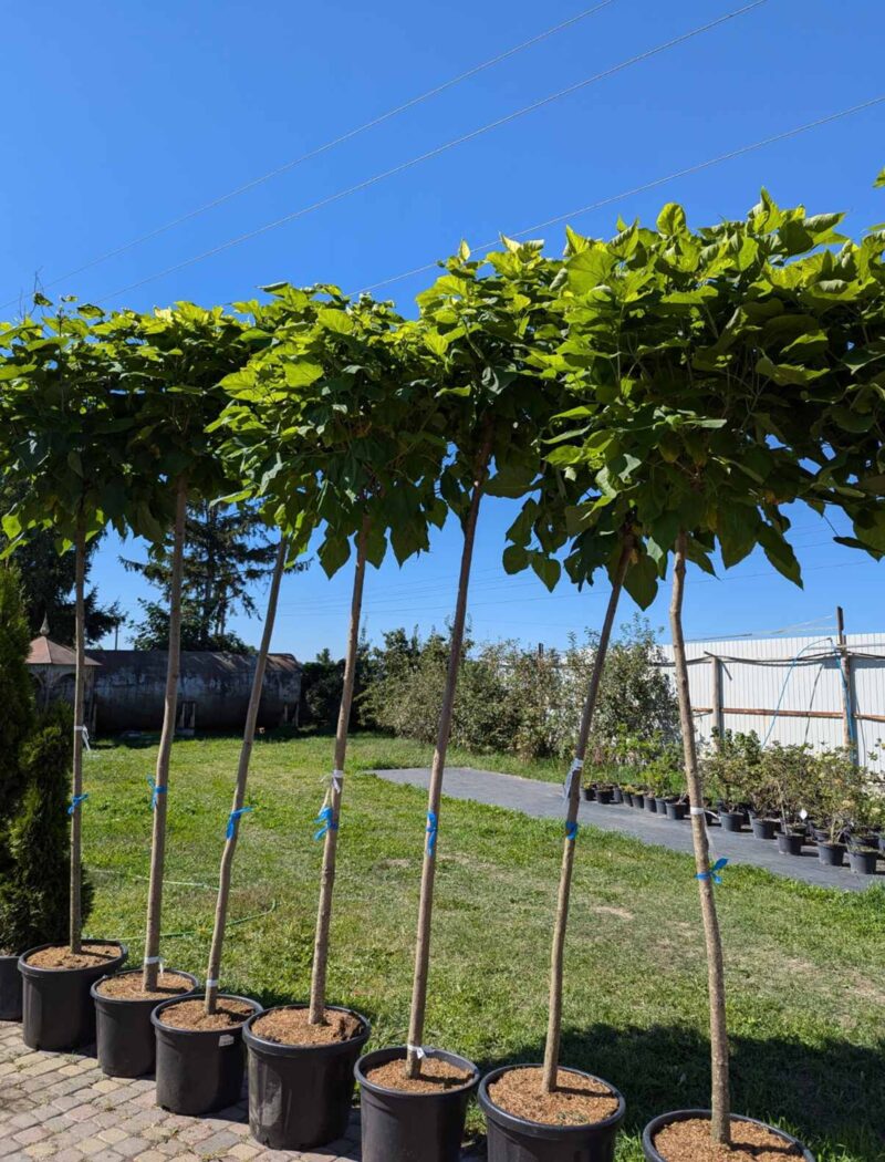 Standard catalpa