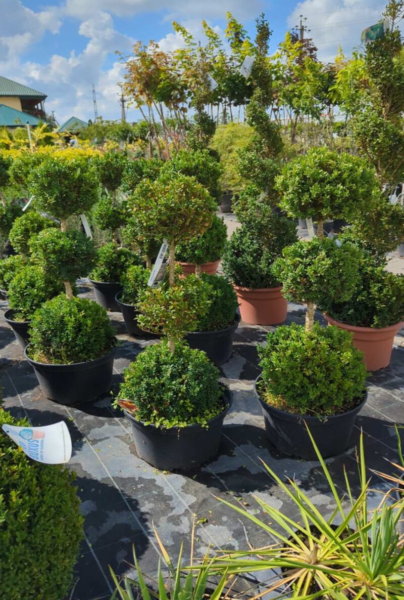 Boxwood