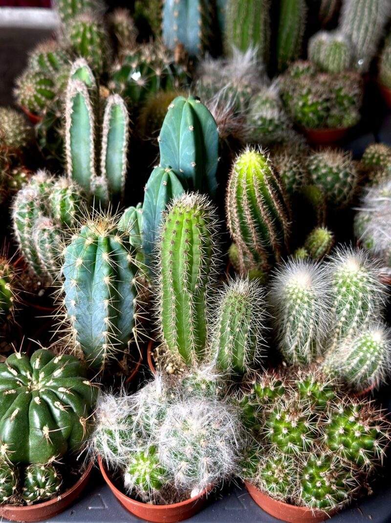 Cactus